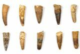 Lot: to Bargain Spinosaurus Teeth - Pieces #133400-1